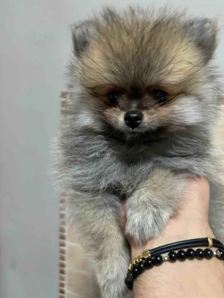 Cuccioli di Spitz Tedesco Pomeania | Foto 4