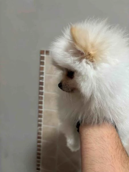 Cuccioli di Spitz Tedesco Pomeania | Foto 3