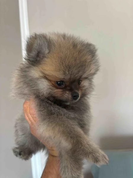 Cuccioli di Spitz Tedesco Pomeania | Foto 1