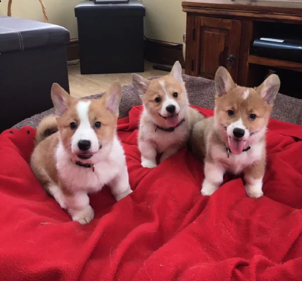 Vendita Welsh Corgi Da Privato A Milano Welsh Corgi Pembroke Cuccioli Di 3 Mesi