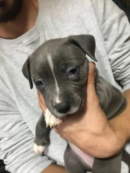 american amstaff cuccioli di 3 mesi | Foto 1