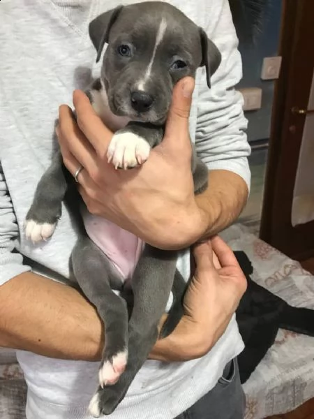 american amstaff cuccioli di 3 mesi | Foto 0