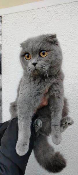 Scottish Fold