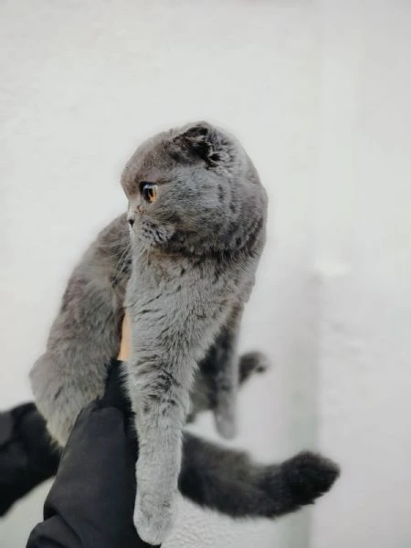 Scottish Fold | Foto 1