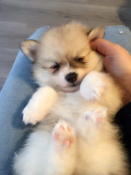 Regalo Volpino Pomerania Da Volontario A Imperia Regalo Volpino Di Pomerania Italiano Cuccioli Adorabili Volpino Di Pomerania Cuccioli Femminucce E