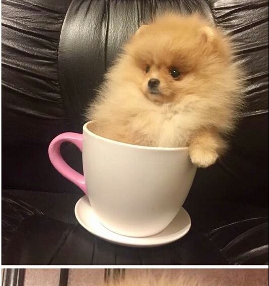 Pomerania Floreale Fiore Divertente Tazza Cane, Cucciolo Tumbler, Regalo  Pomerania, Regalo Cane Per Lei, Regalo Pomerania Per Lui -  Italia