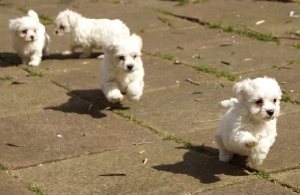 Regalo Cucciolo Maltese Da Privato A Aquila Bellissimi Cuccioli Di Maltese Maschio E Femmina T