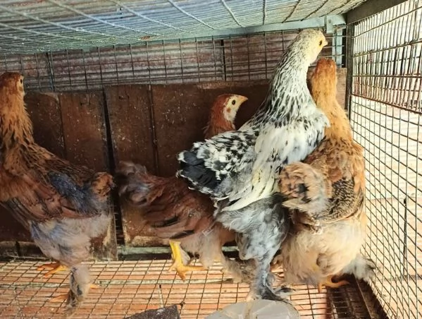 Galline Brahma | Foto 4