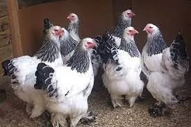 Galline Brahma | Foto 3