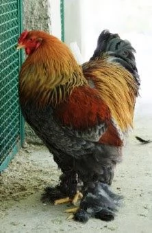 Galline Brahma | Foto 1