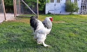 Galline Brahma | Foto 0