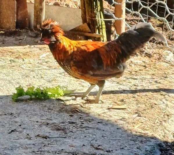 Gallo Padovano nano