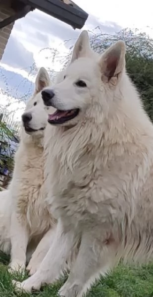 Cuccioli di pastore svizzero bianco