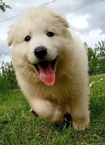 Cuccioli di pastore svizzero bianco | Foto 5