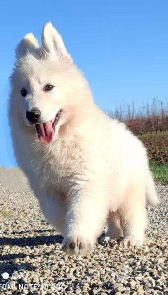 Cuccioli di pastore svizzero bianco | Foto 3