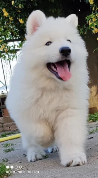 Cuccioli di pastore svizzero bianco | Foto 2