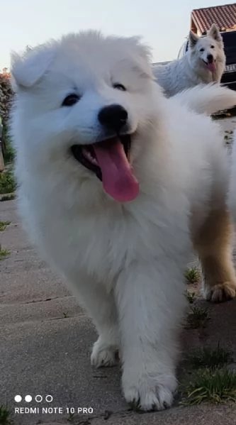 Cuccioli di pastore svizzero bianco | Foto 1