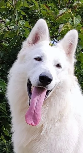 Cuccioli di pastore svizzero bianco | Foto 0