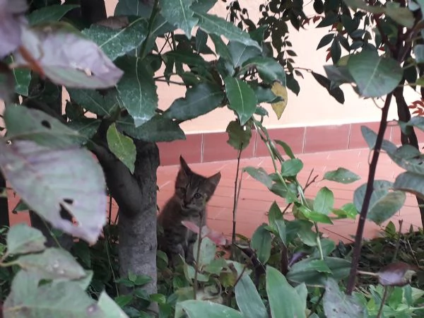 Regalo 2 gattini maschi di 2 mesi  | Foto 1