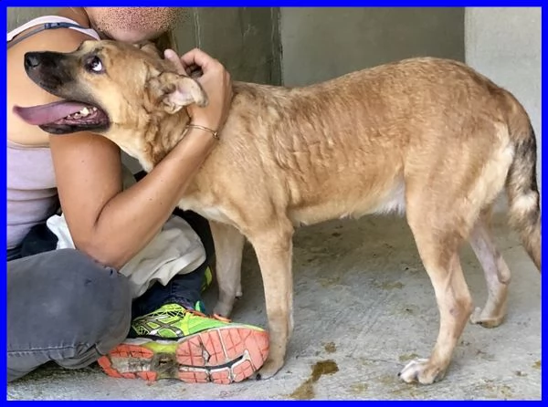 oriana tenera cagnolina 5 anni nel suo box solitario si dispera ha tanto bisogno di amore | Foto 0