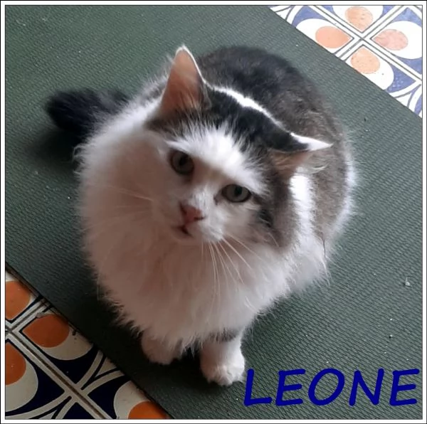 LEONE MERAVIGLIOSO GATTONE A PELO SEMILUNGO 2 ANNI RECUPERATO INVESTITO DALLA STRADA ORA STA BENE E