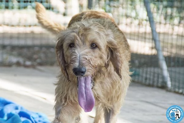 BINGO segugio a pelo duro vivace ed esuberante  | Foto 2