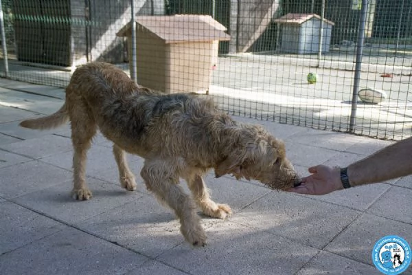 BINGO segugio a pelo duro vivace ed esuberante  | Foto 1