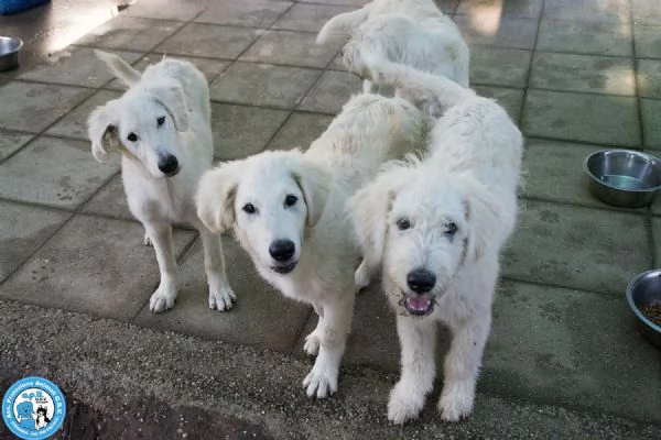 5 GELSETTI 5 cuccioli mix maremmano di 4 mesi miti e dolci  | Foto 3