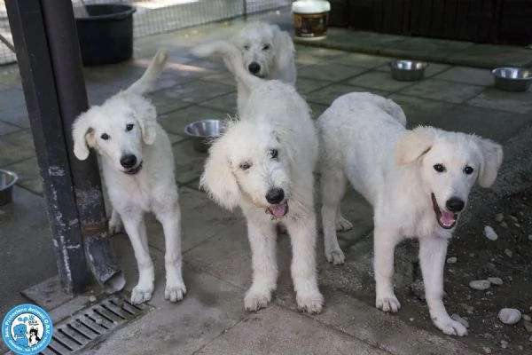 5 GELSETTI 5 cuccioli mix maremmano di 4 mesi miti e dolci  | Foto 2