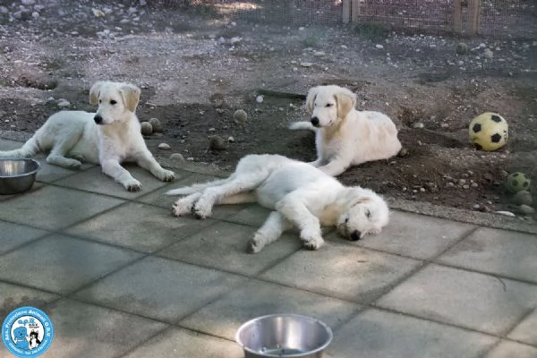 5 GELSETTI 5 cuccioli mix maremmano di 4 mesi miti e dolci  | Foto 1