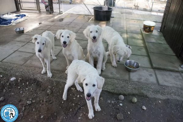 5 GELSETTI 5 cuccioli mix maremmano di 4 mesi miti e dolci 