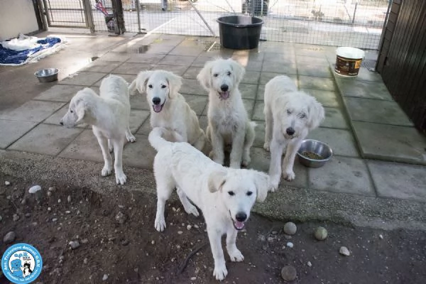 5 GELSETTI 5 cuccioli mix maremmano di 4 mesi miti e dolci  | Foto 0