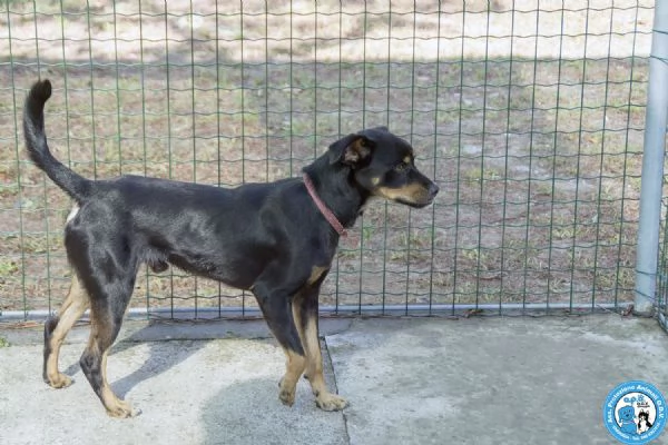 FIOCCO mini cagnolino schivo ma dolcissimo  | Foto 4