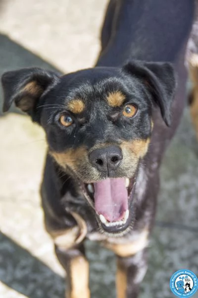 FIOCCO mini cagnolino schivo ma dolcissimo  | Foto 3