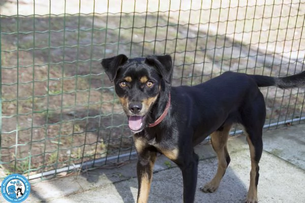 FIOCCO mini cagnolino schivo ma dolcissimo  | Foto 0