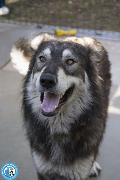 BALTO dal cartone animato direttamente in canile  | Foto 5