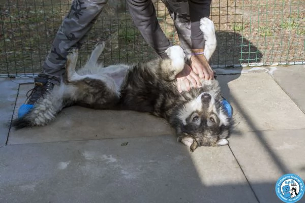 BALTO dal cartone animato direttamente in canile  | Foto 4