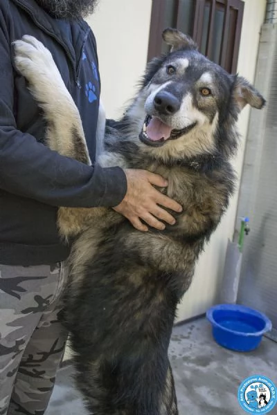 BALTO dal cartone animato direttamente in canile  | Foto 2