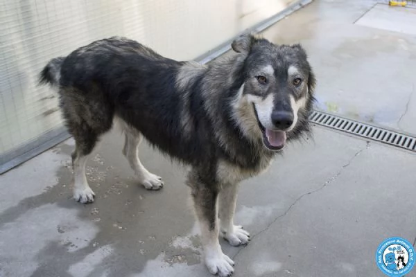 BALTO dal cartone animato direttamente in canile  | Foto 1