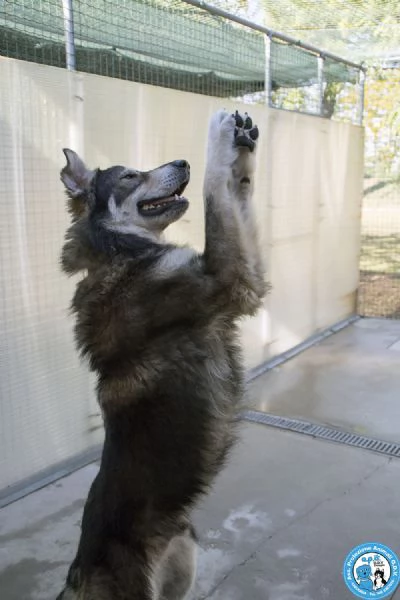 BALTO dal cartone animato direttamente in canile  | Foto 0