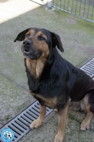 RINGO STAR giovane pastorino mite e coccolo  | Foto 4