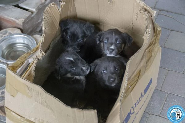 4 CUCCIOLE femmine di circa 2 mesi dolci e stupende