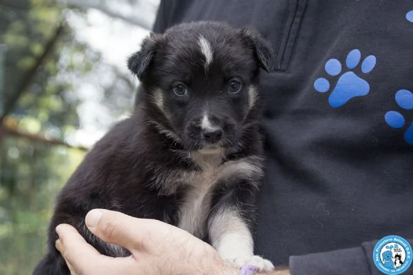 4 CUCCIOLE femmine di circa 2 mesi dolci e stupende | Foto 4