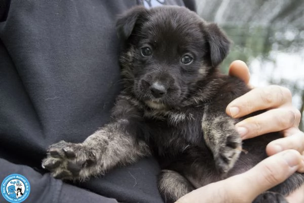 4 CUCCIOLE femmine di circa 2 mesi dolci e stupende | Foto 1