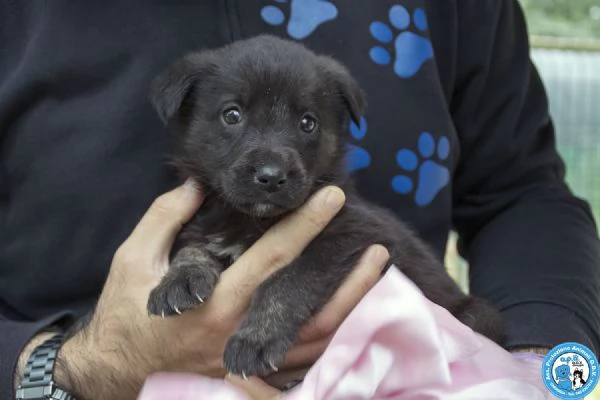 4 CUCCIOLE femmine di circa 2 mesi dolci e stupende | Foto 0