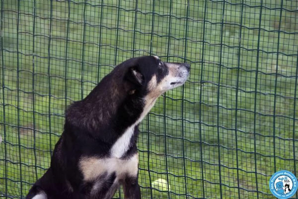 MEGAN dolce cagnolina dal carattere equilibrato e riservata  | Foto 2