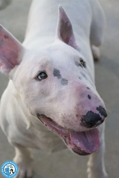 ZETA bull maschio giovane esuberante e molto vivace  | Foto 3