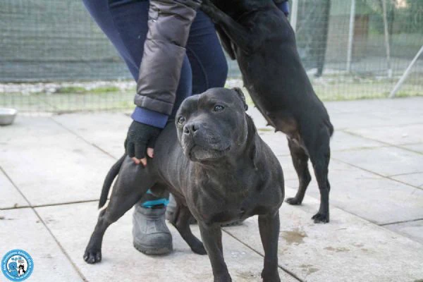 KALISI  JACKS coppia di staffy equilibrati ed inseparabili  | Foto 4