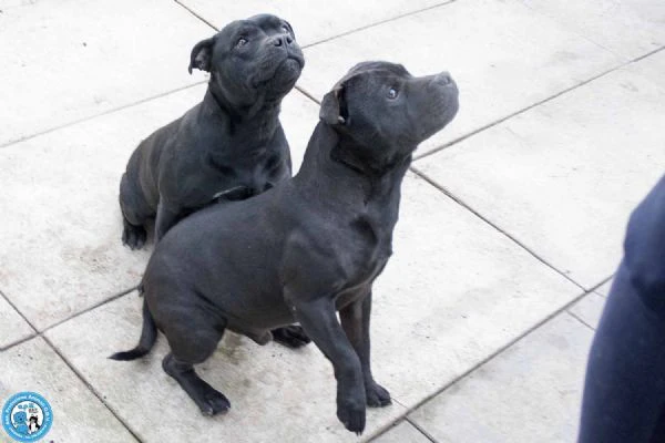 KALISI  JACKS coppia di staffy equilibrati ed inseparabili  | Foto 3