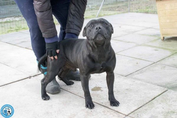 KALISI  JACKS coppia di staffy equilibrati ed inseparabili  | Foto 0